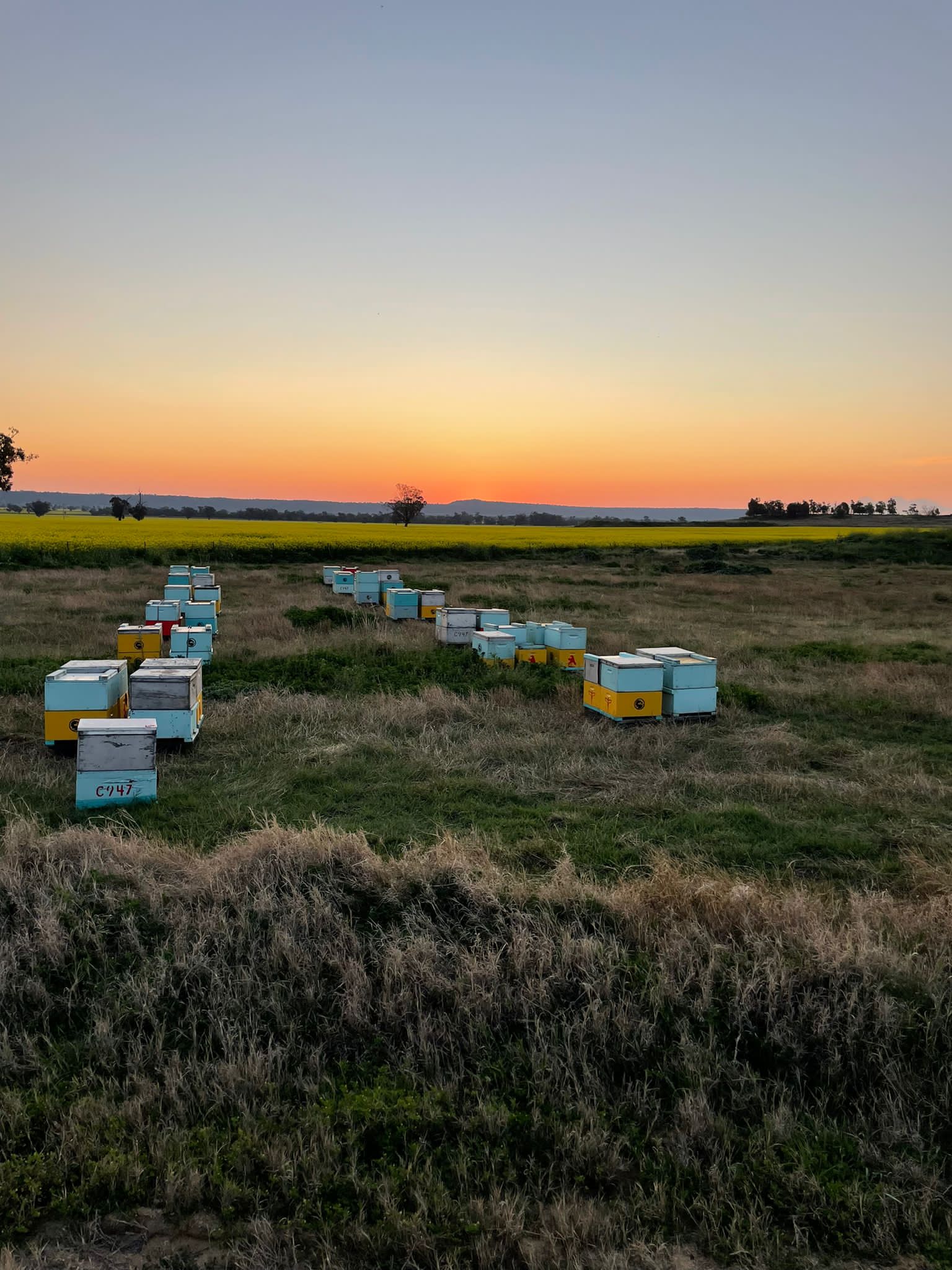 Load video: Here is a video flyby of one of our apiaries early in the morning.